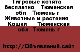 Тигровые котята - бесплатно - Тюменская обл., Тюмень г. Животные и растения » Кошки   . Тюменская обл.,Тюмень г.